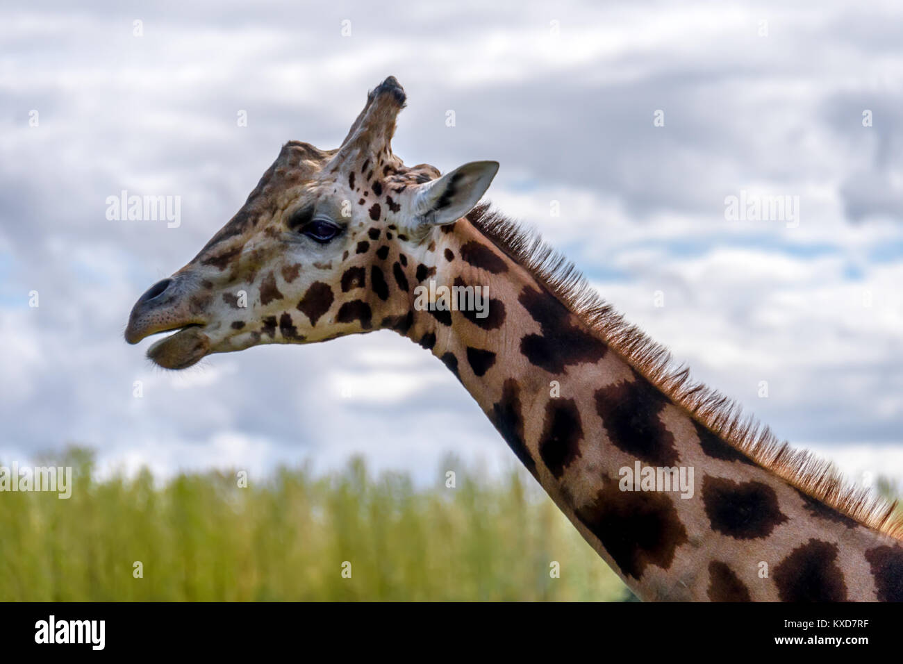 L'animal le plus long, une girafe se tient avec les mâchoires ouvertes sur un fond d'herbe verte et ciel bleu Banque D'Images