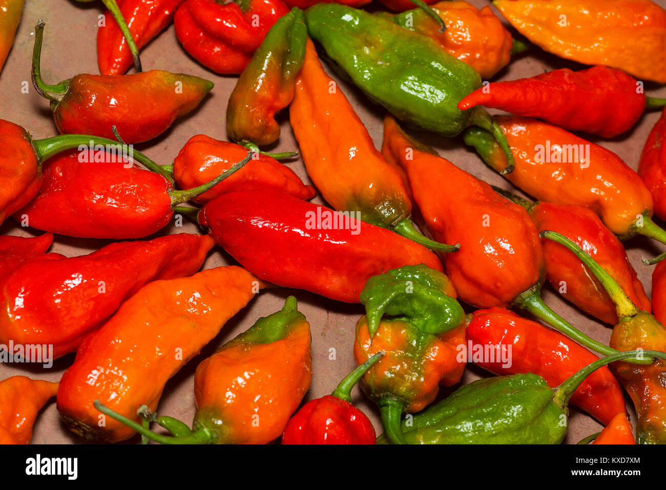 Piment Naga, c'est l'un des plus connu des piments. Satakha village, Nagaland, Inde Banque D'Images