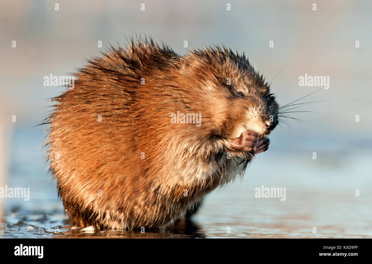 Manger ( Rat musqué Ondatra zibethica ) dans la lumière au coucher du soleil. Saison d'automne. Banque D'Images