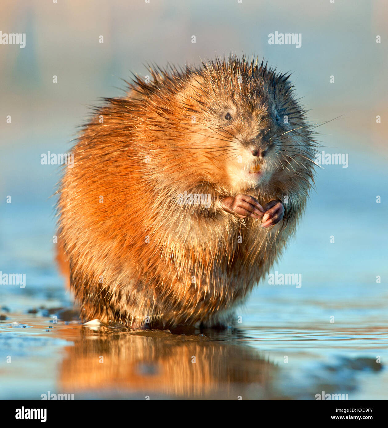 Manger ( Rat musqué Ondatra zibethica ) dans la lumière au coucher du soleil. Saison d'automne. Banque D'Images
