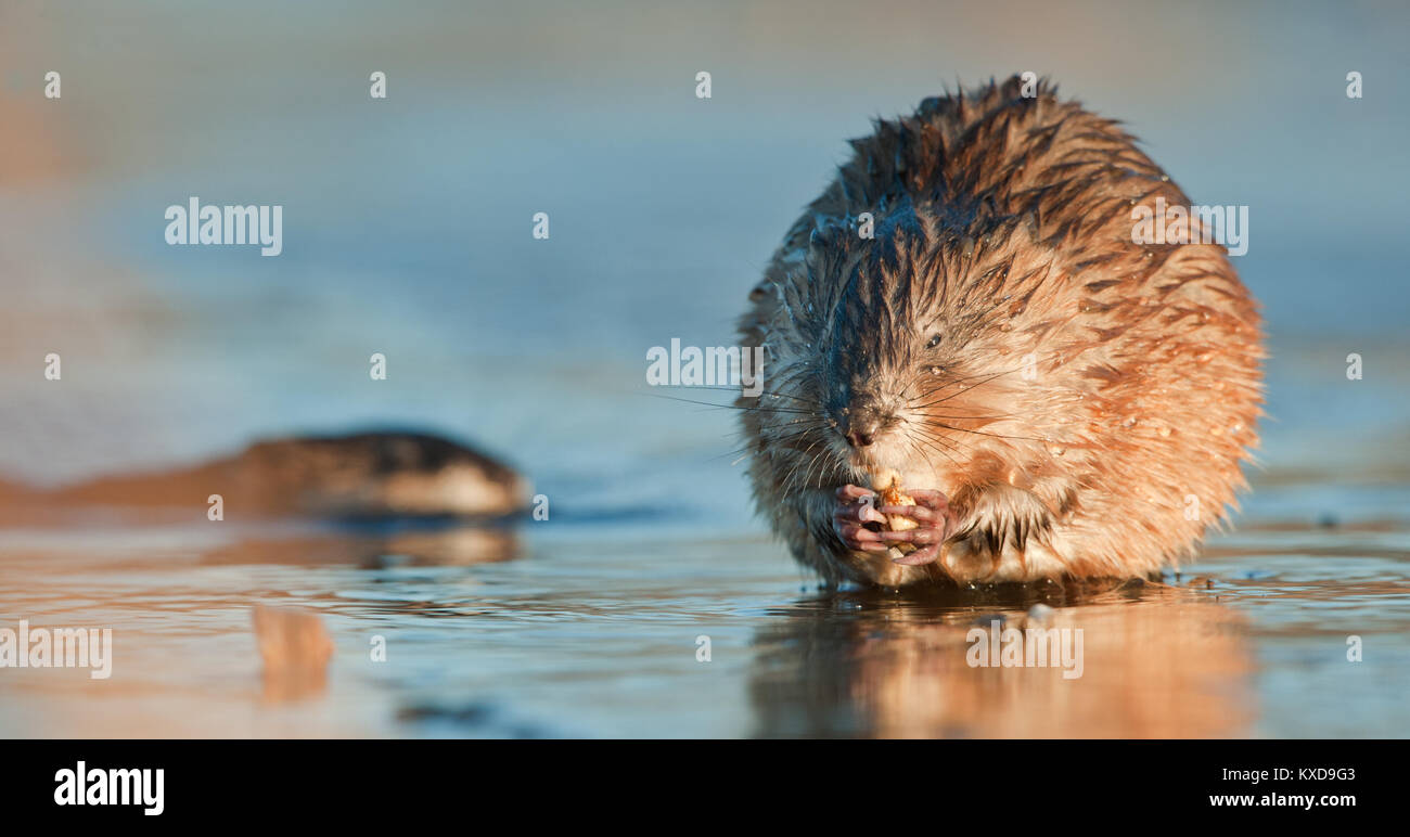 Manger ( Rat musqué Ondatra zibethica ) dans la lumière au coucher du soleil. Saison d'automne. Banque D'Images