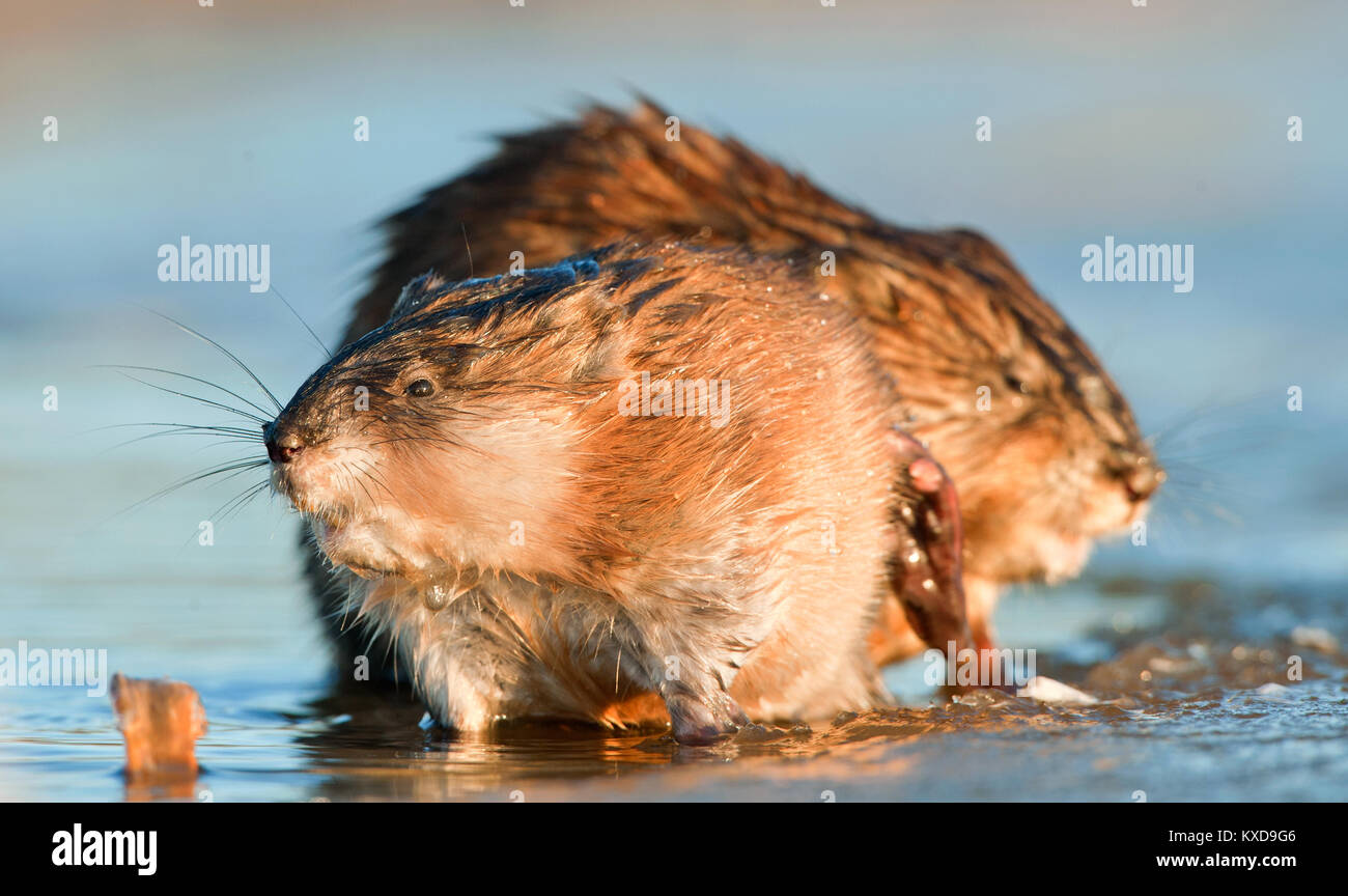 Le rat musqué (Ondatra zibethica ) dans la lumière au coucher du soleil. Saison d'automne. Banque D'Images