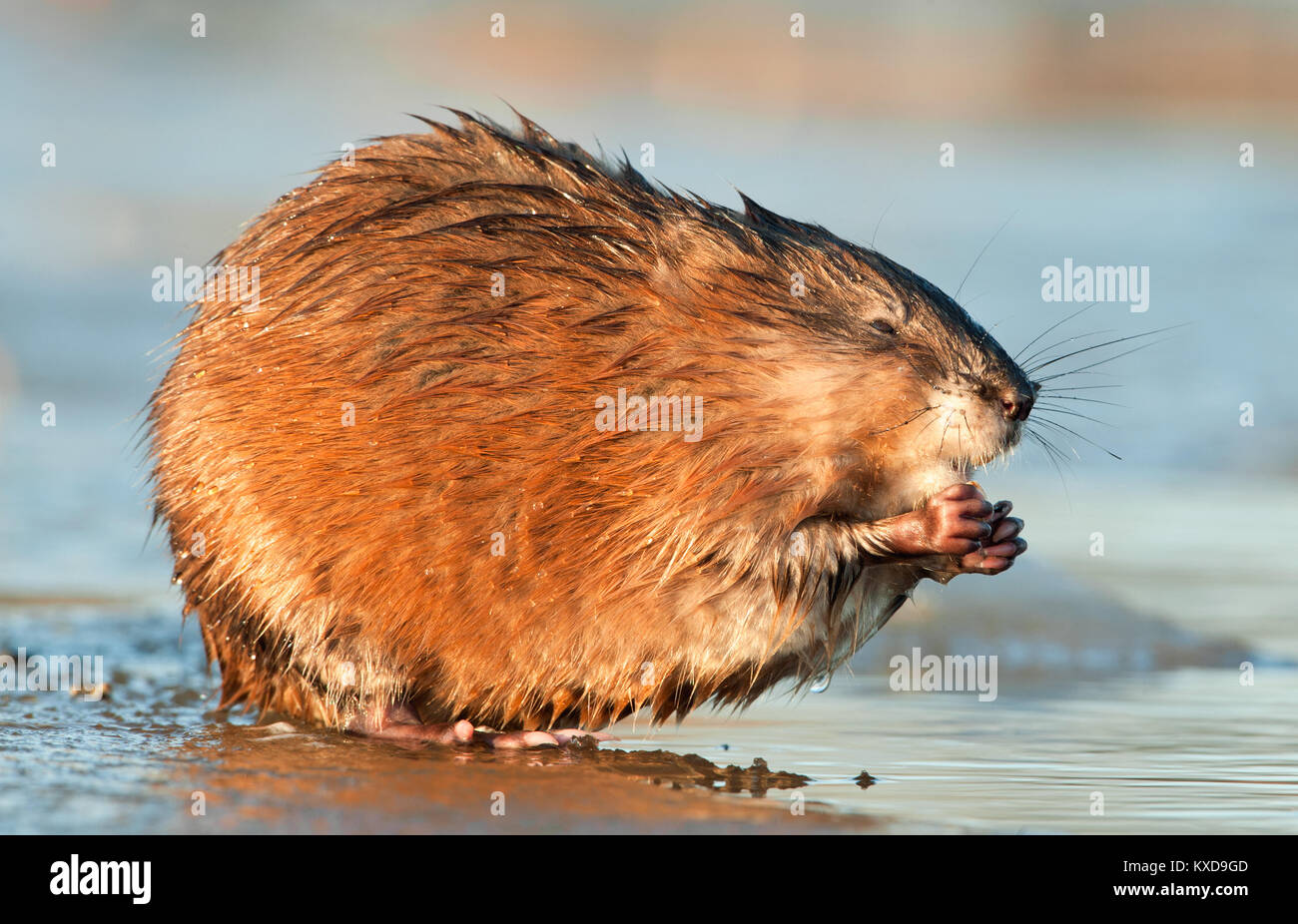 Manger ( Rat musqué Ondatra zibethica ) dans la lumière au coucher du soleil. Saison d'automne. Banque D'Images