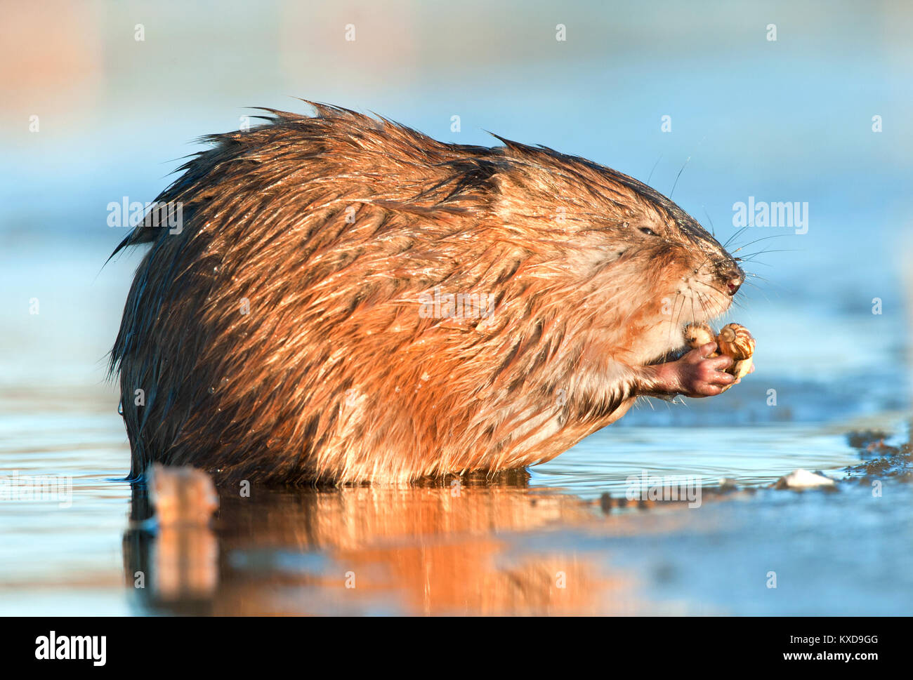 Manger ( Rat musqué Ondatra zibethica ) dans la lumière au coucher du soleil. Saison d'automne. Banque D'Images