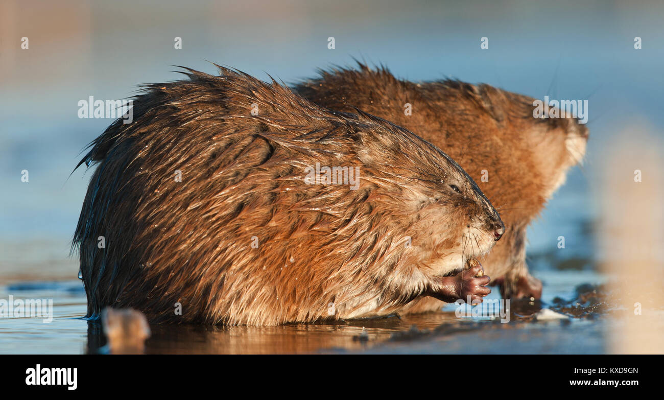 Manger ( Rat musqué Ondatra zibethica ) dans la lumière au coucher du soleil. Saison d'automne. Banque D'Images