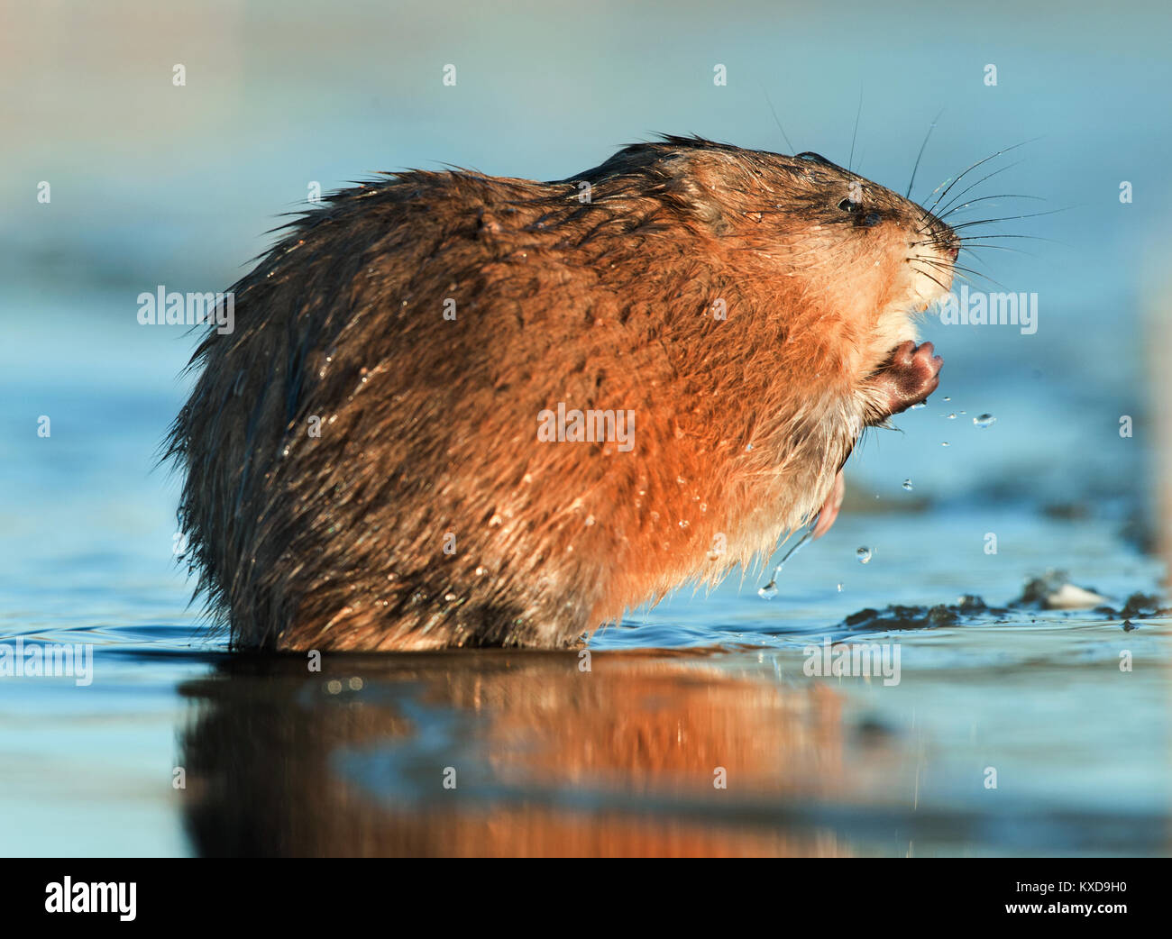 Manger ( Rat musqué Ondatra zibethica ) dans la lumière au coucher du soleil. Saison d'automne. Banque D'Images