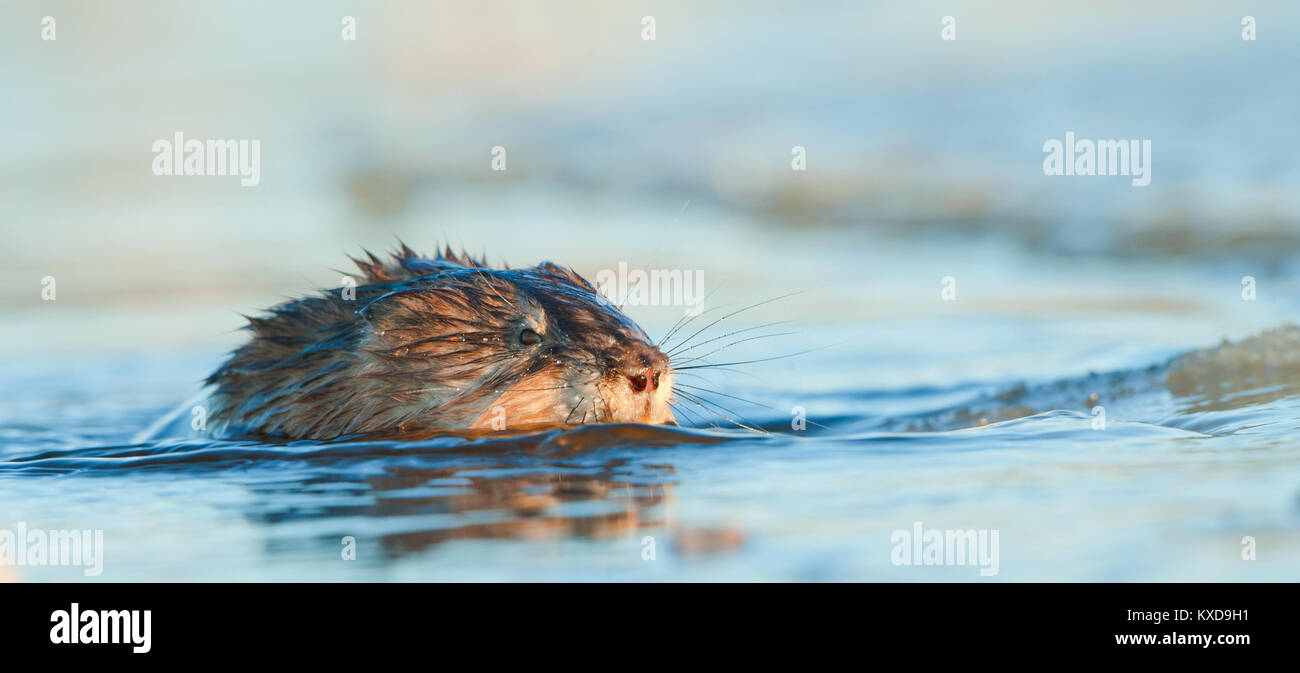 Natation ( Rat musqué Ondatra zibethica ) dans la lumière au coucher du soleil. Saison d'automne. Banque D'Images