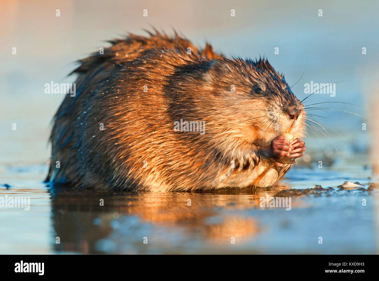 Manger ( Rat musqué Ondatra zibethica ) dans la lumière au coucher du soleil. Saison d'automne. Banque D'Images