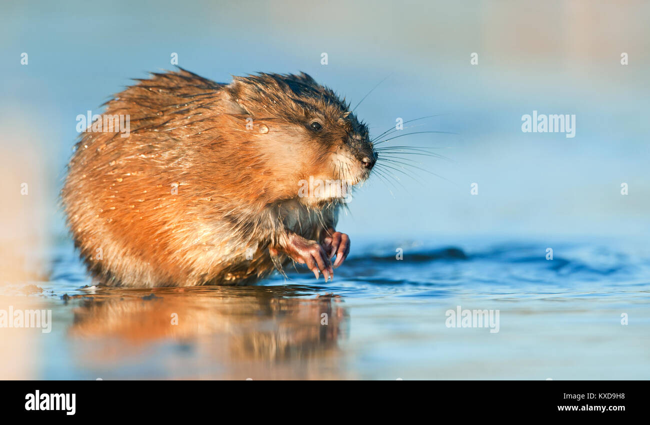 Manger ( Rat musqué Ondatra zibethica ) dans la lumière au coucher du soleil. Saison d'automne. Banque D'Images