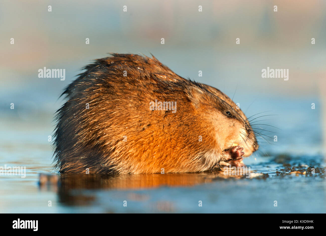 Manger ( Rat musqué Ondatra zibethica ) dans la lumière au coucher du soleil. Saison d'automne. Banque D'Images