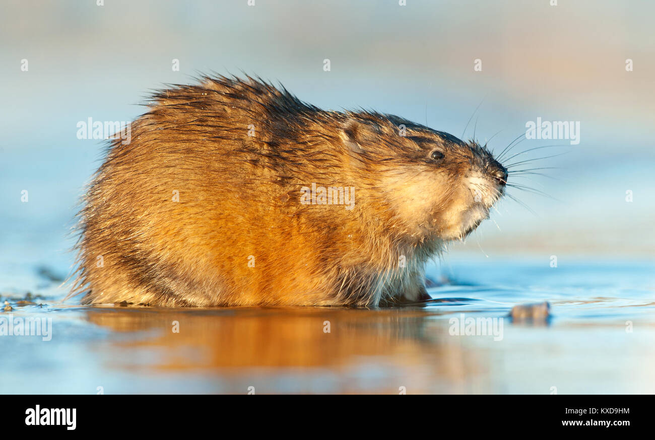 Le rat musqué (Ondatra zibethica ) dans la lumière au coucher du soleil. Saison d'automne. Banque D'Images
