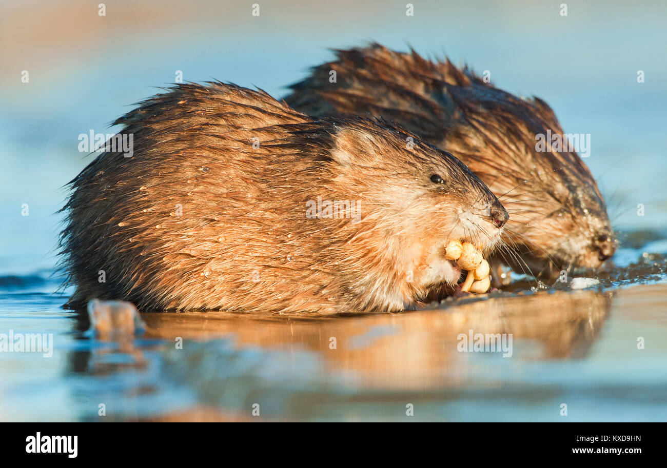 Manger ( Rat musqué Ondatra zibethica ) dans la lumière au coucher du soleil. Saison d'automne. Banque D'Images