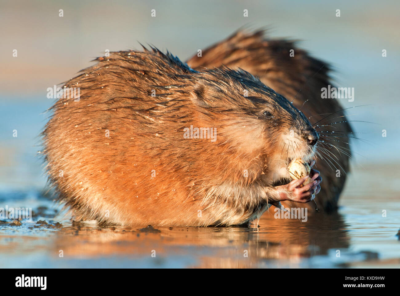 Manger ( Rat musqué Ondatra zibethica ) dans la lumière au coucher du soleil. Saison d'automne. Banque D'Images