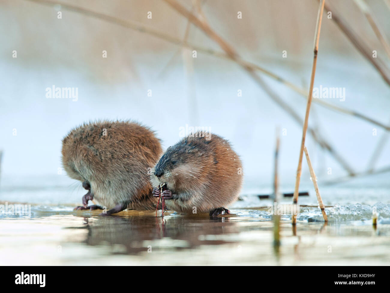 Manger ( Rat musqué Ondatra zibethica ) dans la lumière au coucher du soleil. Saison d'automne. Banque D'Images