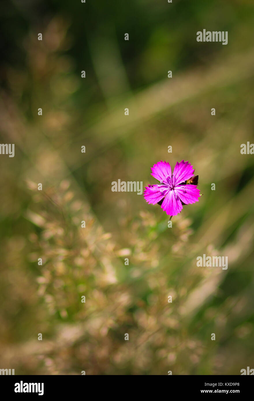 Dianthus callizonus une espèce protégée de fleur sauvage endémique à la Piatra Craiului en Roumanie Banque D'Images