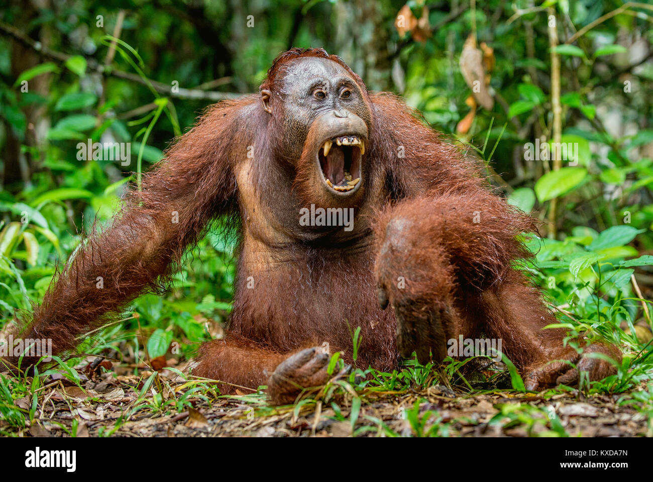 Un portrait de l'orang-outan (Pongo pygmaeus) avec la bouche ouverte. La nature sauvage. L'orang-outan de Bornéo Central ( Pongo pygmaeus wurmbii ) en n Banque D'Images
