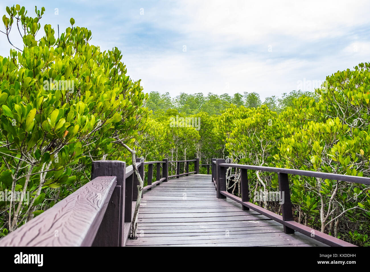 Promenade de bois entre la mangrove et ciel bleu ,Étude sentiers naturels,vue aérienne. Banque D'Images