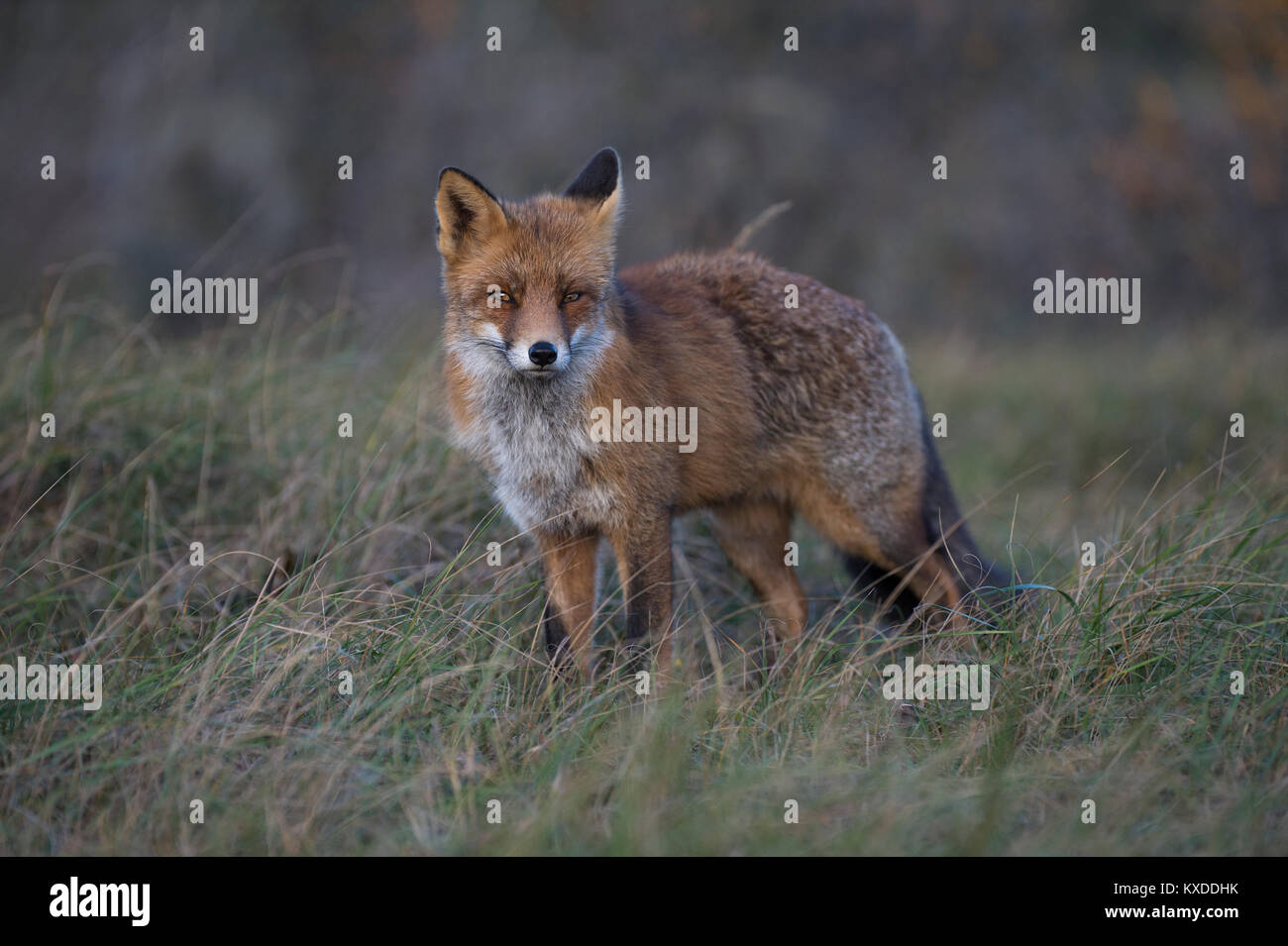 Le renard roux (Vulpes vulpes),Nordholland,Pays-Bas Banque D'Images