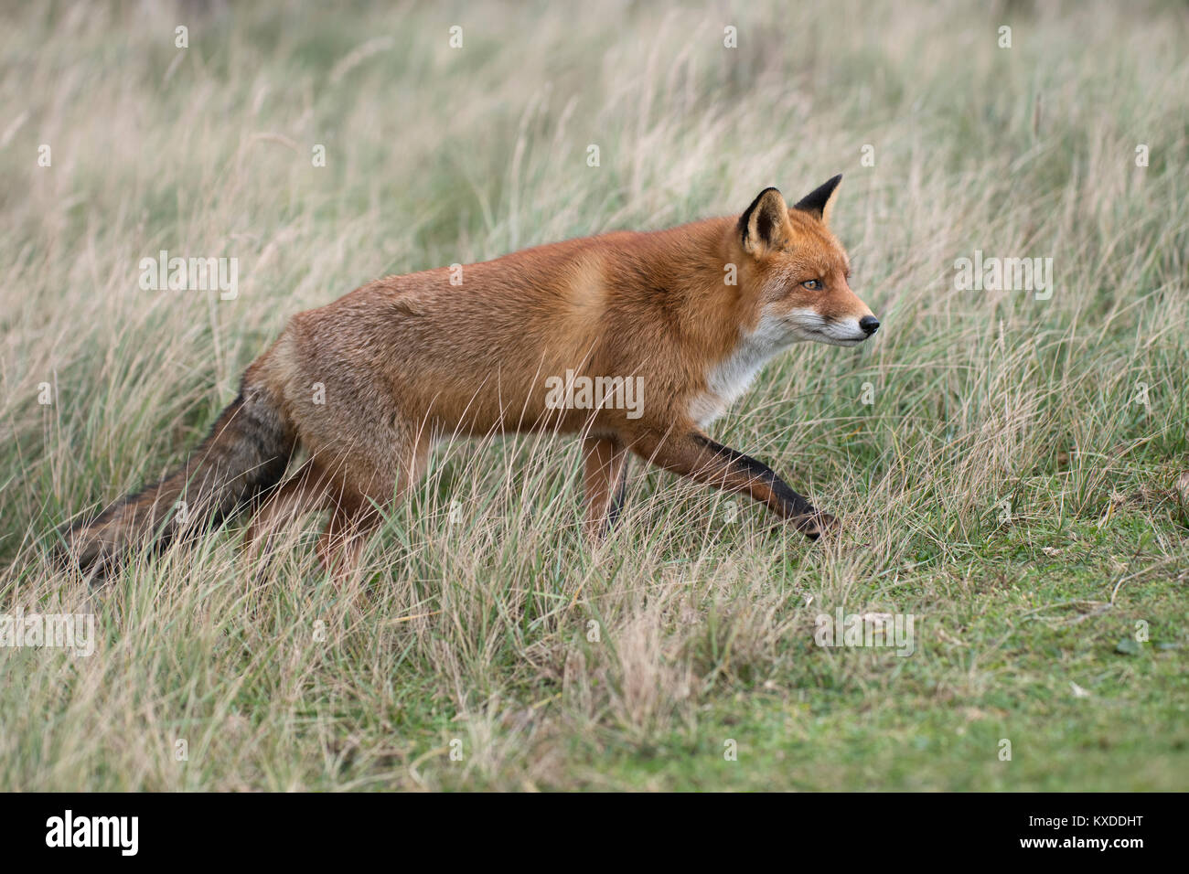 Le renard roux (Vulpes vulpes),sur la manette,Nordholland,Pays-Bas Banque D'Images