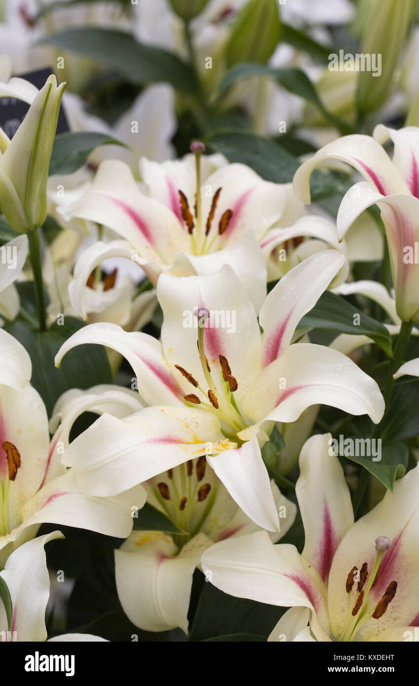 Nymphe Lilium fleurs. Banque D'Images