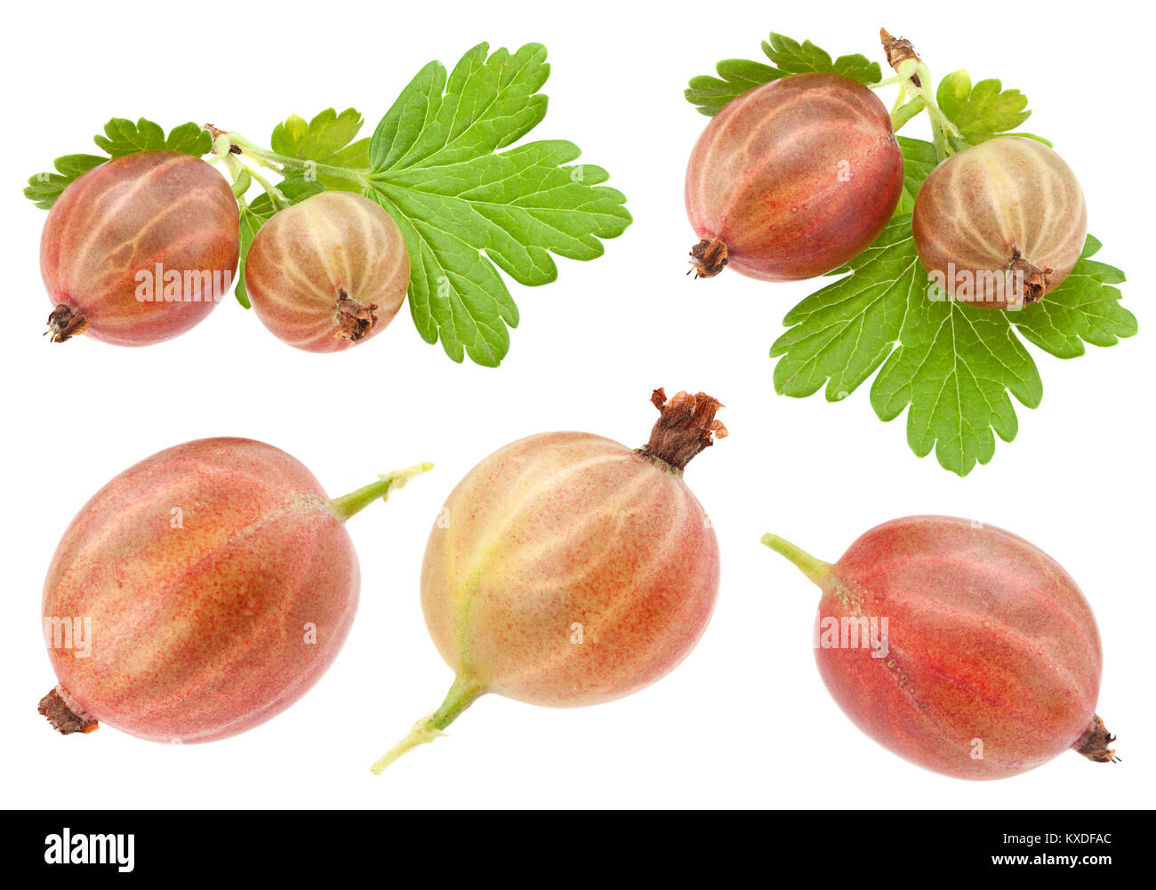 Mise à fruit groseille isolé sur fond blanc Banque D'Images