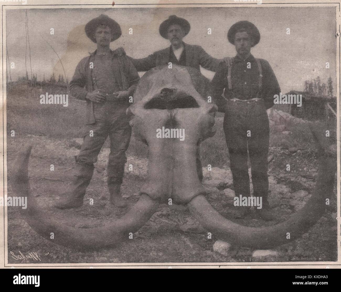 Mastodon Head déterrés à une profondeur de 42 pieds. Longueur 4m ; largeur 2 pieds 4 pouces ; défenses 7 pieds 6 pouces Banque D'Images