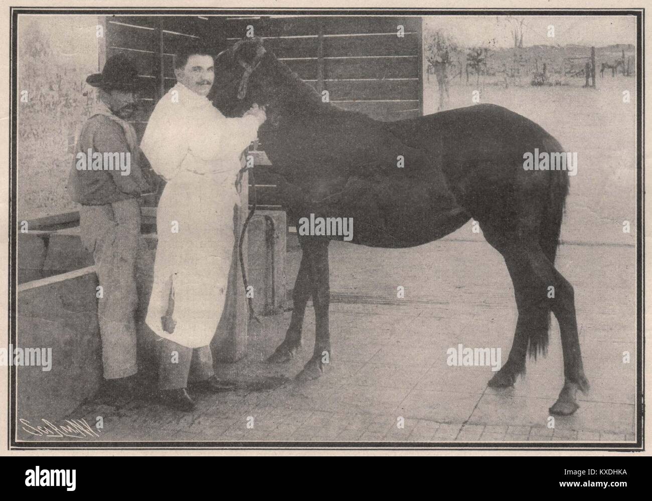 L'injection de poison dans les veines d'un cheval Banque D'Images