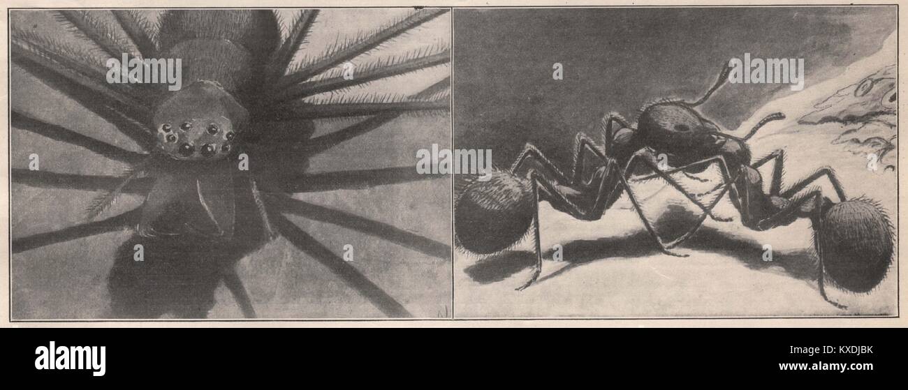 Ce qui ressemble à une araignée à travers le Bioscope ; la violente bataille de deux fourmis Banque D'Images