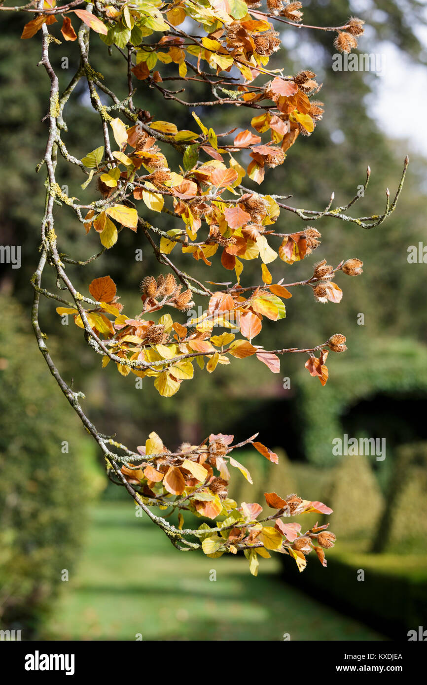 Bourton House Garden, automne, Fagus sylvatica (hêtre) tree Banque D'Images