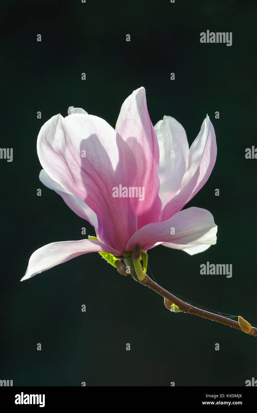 Floraison de Chinese Magnolia (Magnolia denudata), la culture, l'Allemagne forme Amabilis Banque D'Images