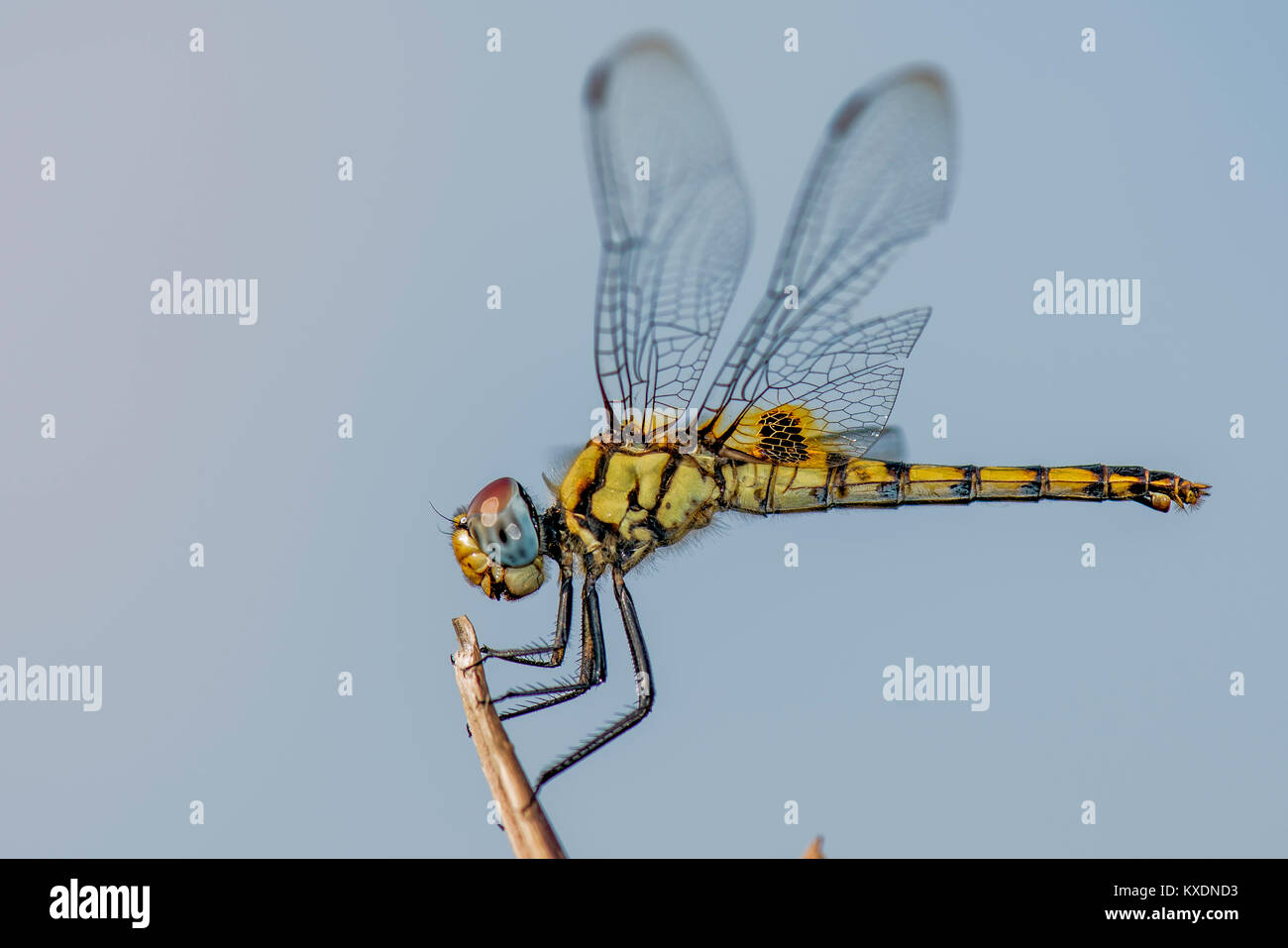 Dragon Fly macro dans un jardin Banque D'Images