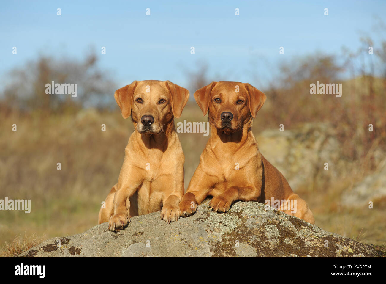 Labrador Retriever, jaune, deux chiennes lying on stone Banque D'Images