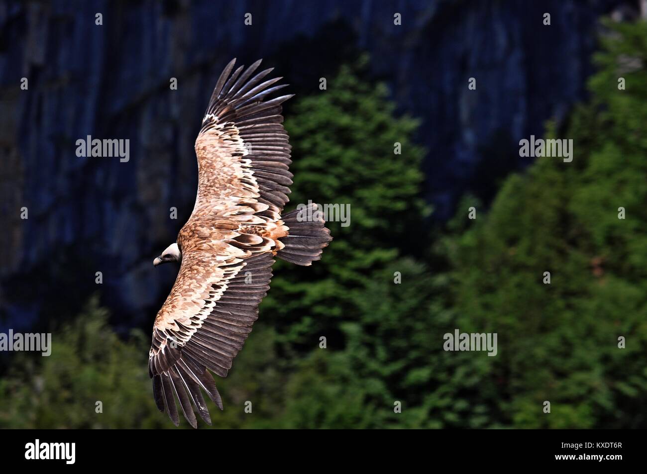 Vautour fauve en vol de la faune Banque D'Images