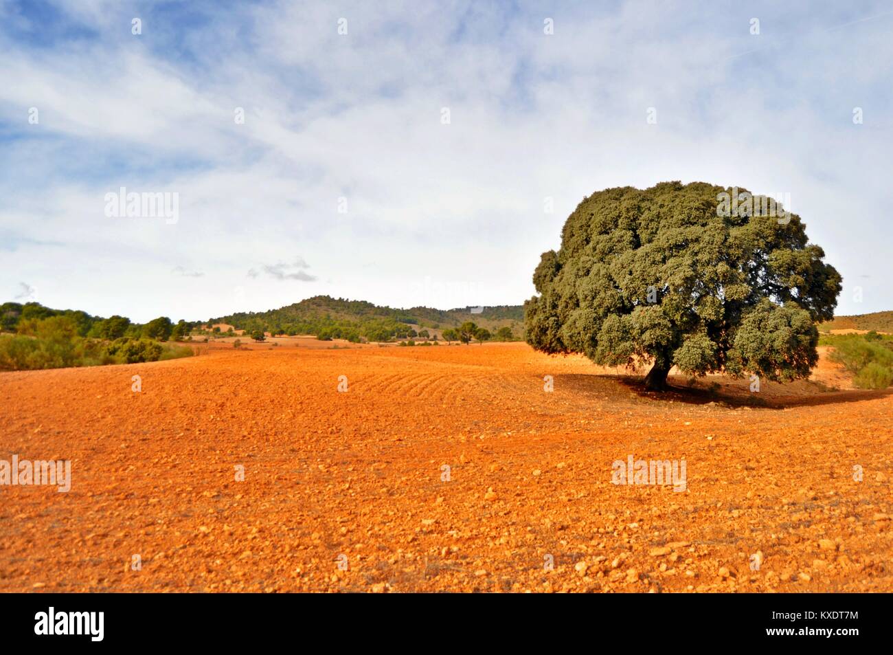 Brown ferme, sec labouré avec awesome arbre Quercus ilex, Espagne Banque D'Images