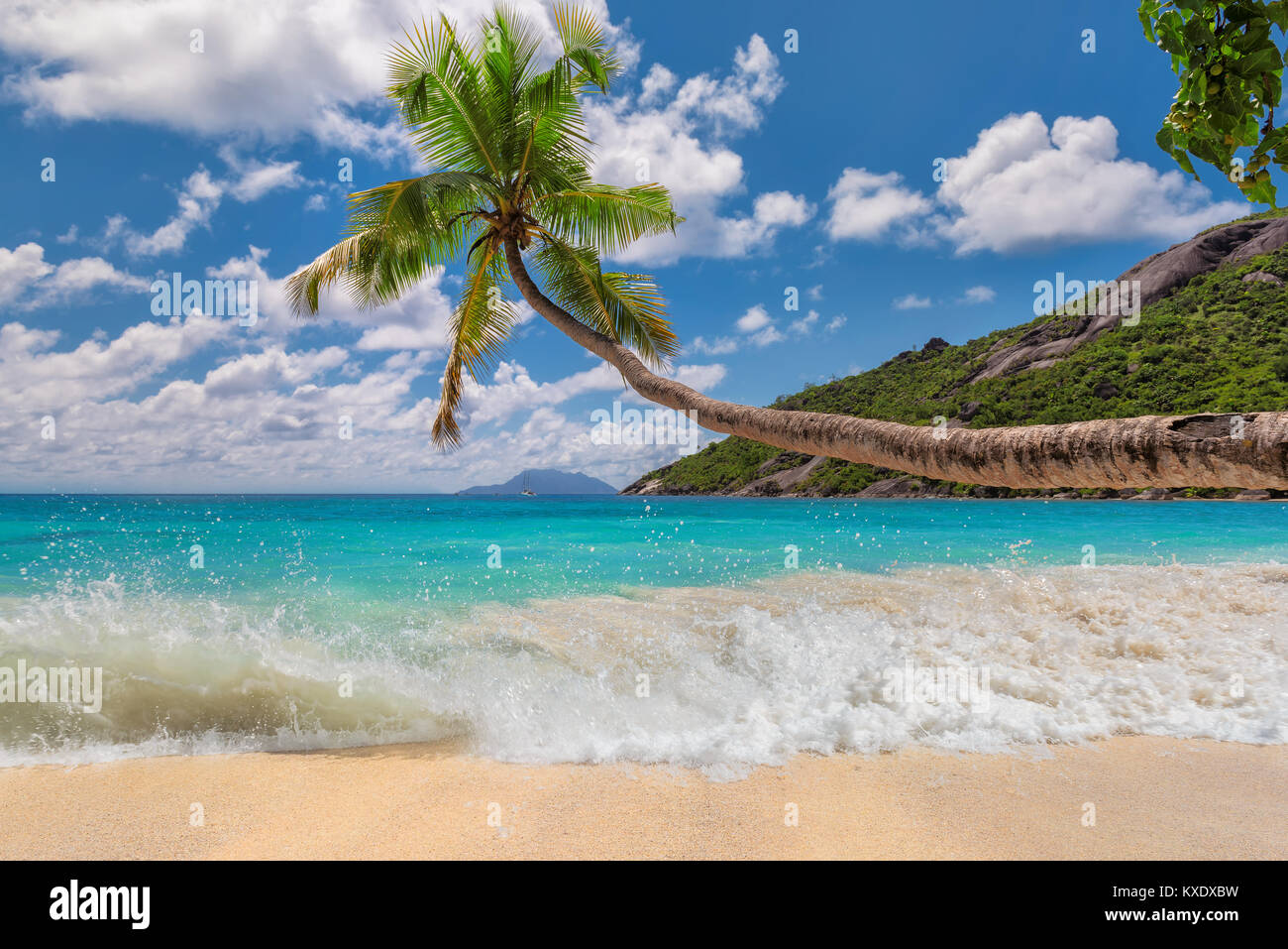 Palmier sur la plage tropicale aux Seychelles, l'île de Mahé. Banque D'Images
