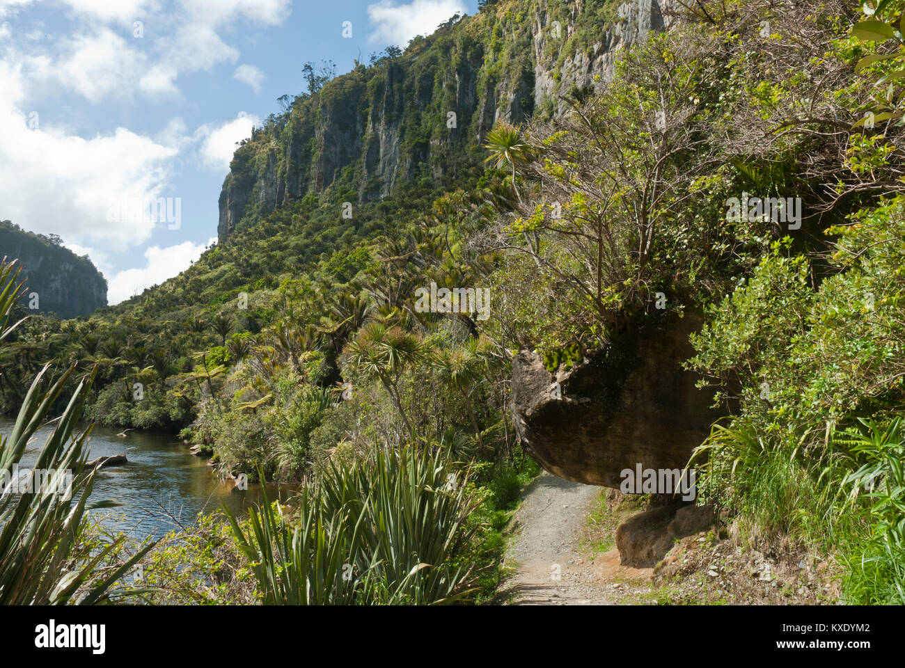 Les magnifiques falaises de dolomie et de plantes le long de la piste, Memorial 29 Pike River Poraron Paporoa, parcs nationaux, Punakaki, Nouvelle-Zélande. Banque D'Images