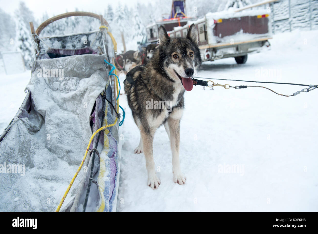 Siberian husky debout par un traîneau à chiens en Suède. Banque D'Images