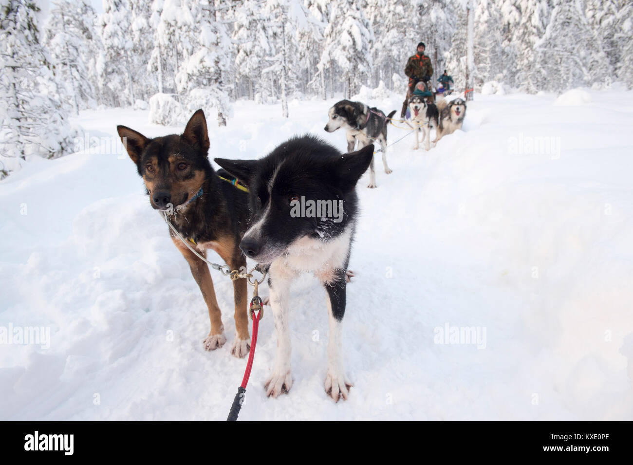 Les chiens Mush sur pause pendant les promenades en traîneau à chiens en forêt d'hiver suédois. Banque D'Images