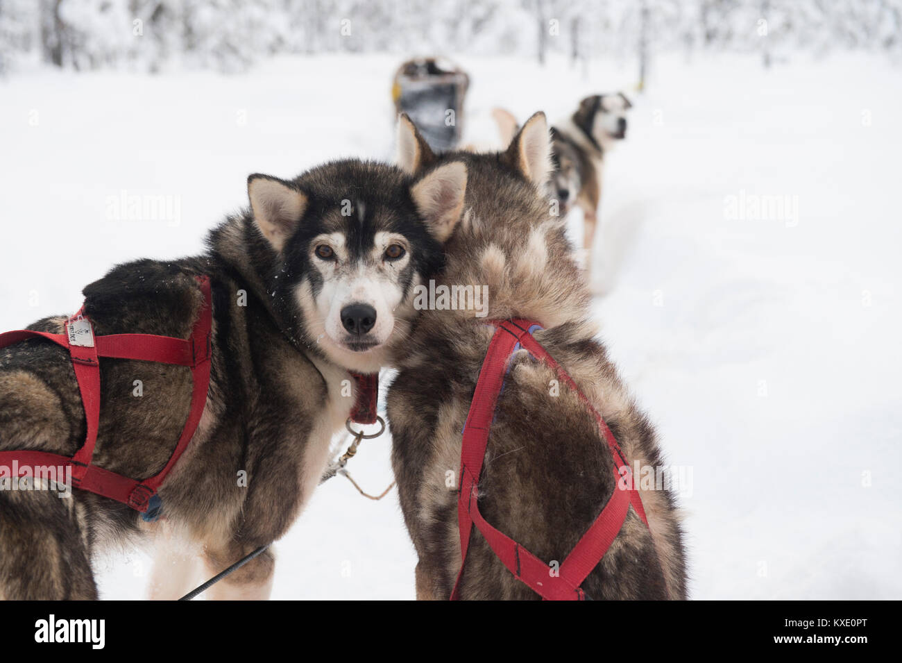 Sœur Husky Sibérien chiens mush en Suède. Banque D'Images