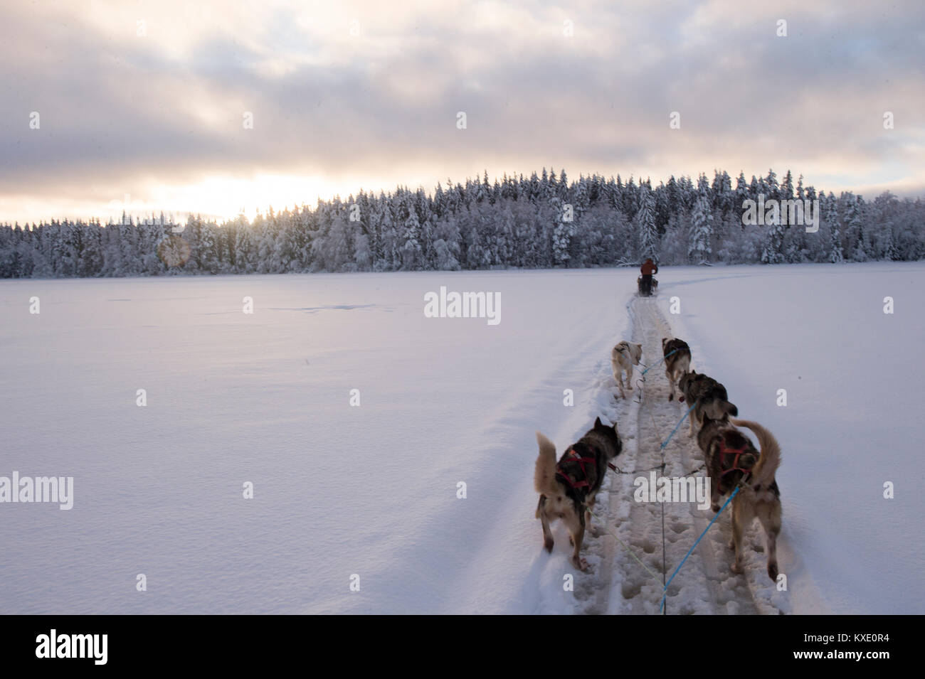 Traîneau à chiens à travers la campagne enneigée suédoise. Banque D'Images