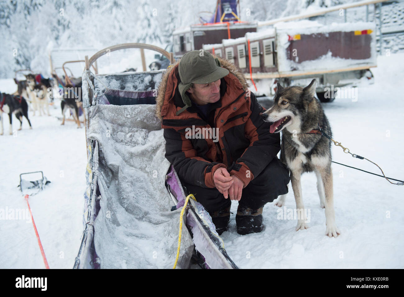 Chien de Traîneau Husky Sibérien et portrait musher en Suède. Banque D'Images