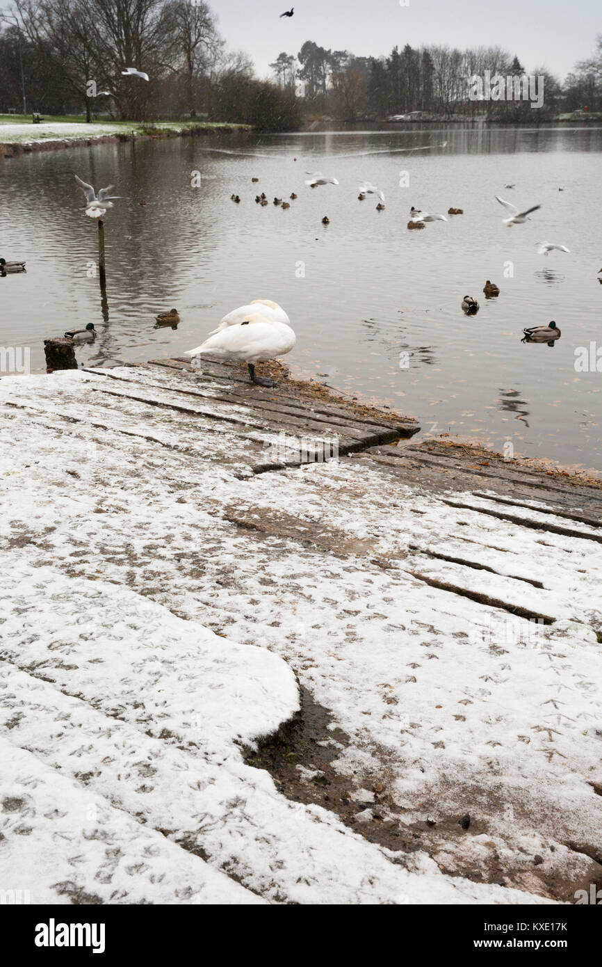 Royaume-uni, Angleterre, Cheshire, Nantwich, Lac, wildfowl sur cale en hiver lors de chute de neige Banque D'Images