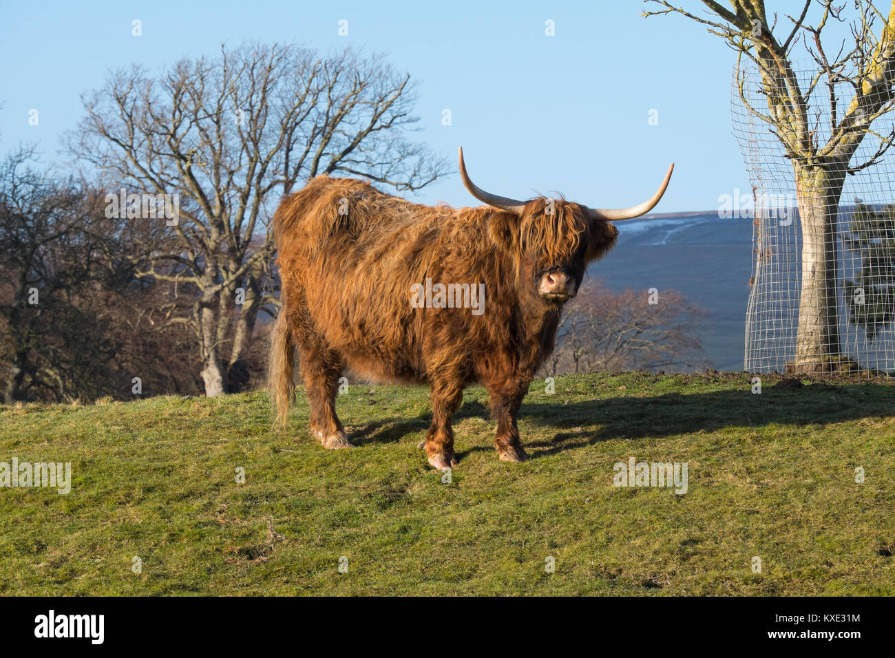 Angus cow Banque D'Images
