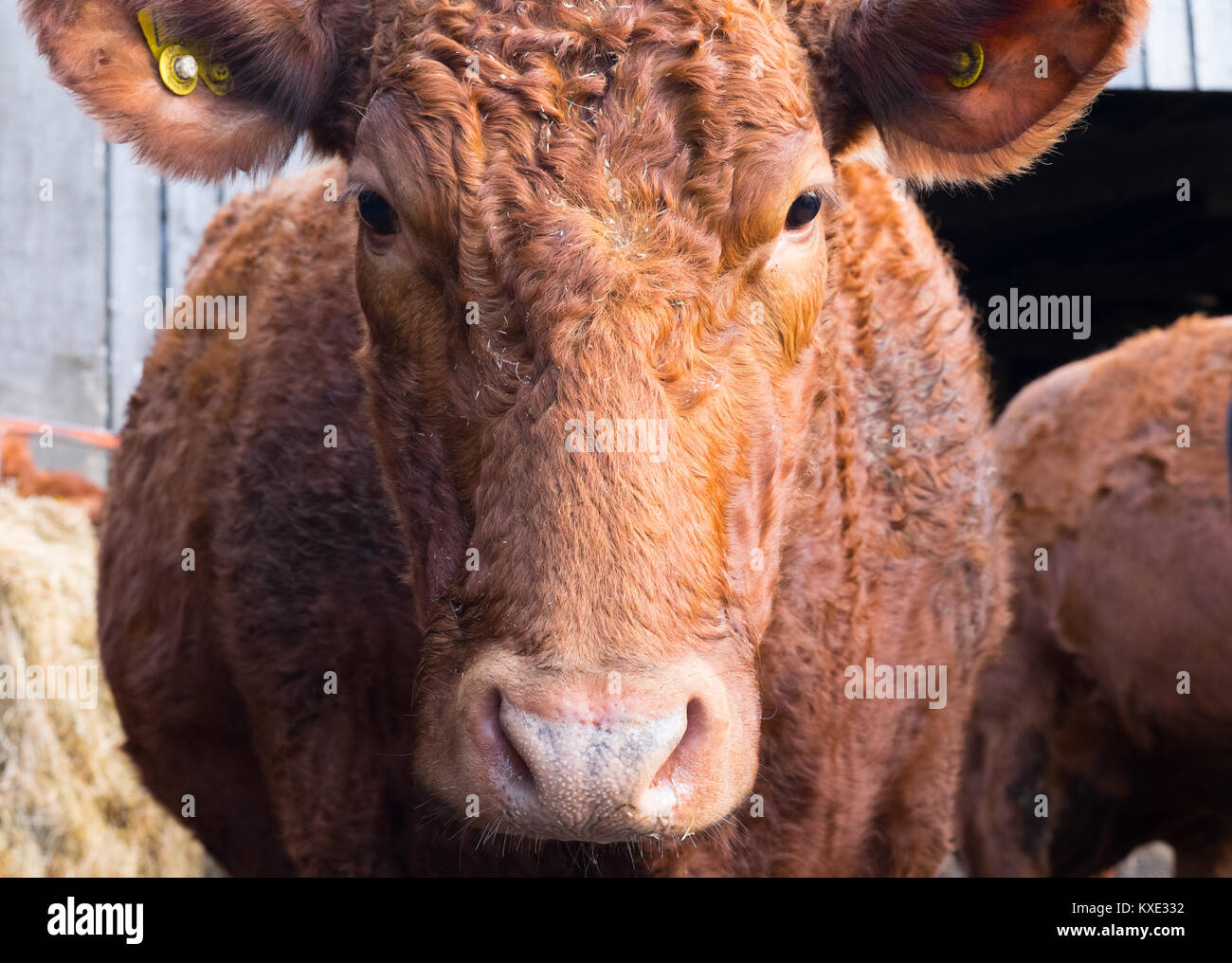 Vache brune dans la basse-cour Banque D'Images
