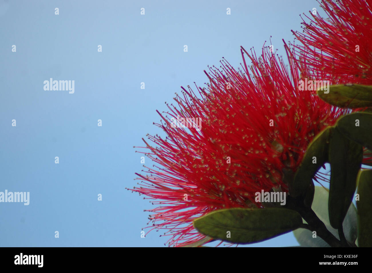 Fluffy Rouge Fleurs Des Puhutakawa Arbre Metrosideros