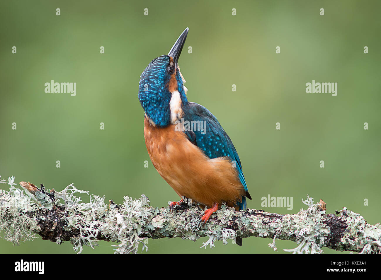 Une alerte kingfisher perché sur une branche à la recherche vers le haut vers le ciel et en gardant un œil sur les prédateurs Banque D'Images