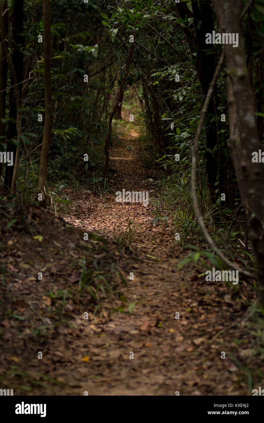 Chemin de piste couverte de feuilles dans une forêt dense jungle. Itinéraire conceptuel direction voie à suivre. Banque D'Images