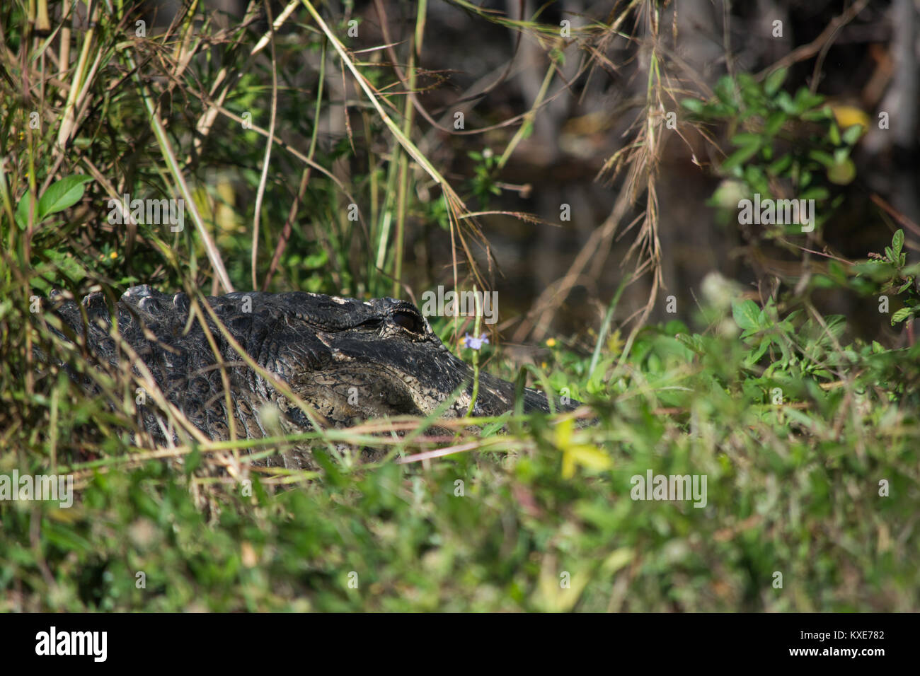Alligator Alligator mississippiensis) (à partir de la Comté de Miami-Dade, en Floride, aux États-Unis. Banque D'Images