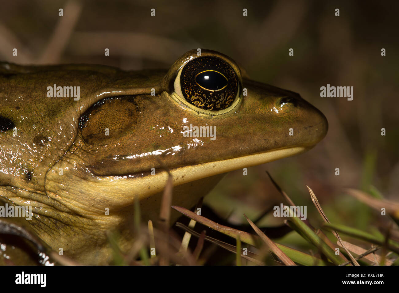 Grenouille cochon (Lithobates grylio) du comté de Miami-Dade, en Floride, aux États-Unis. Banque D'Images