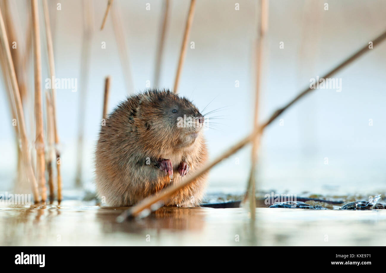 Le rat musqué (Ondatra zibethica ) dans la lumière au coucher du soleil. Saison d'automne. Banque D'Images